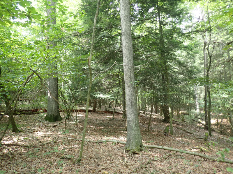 Hemlock (White Pine)  red oak mixed hardwood forest